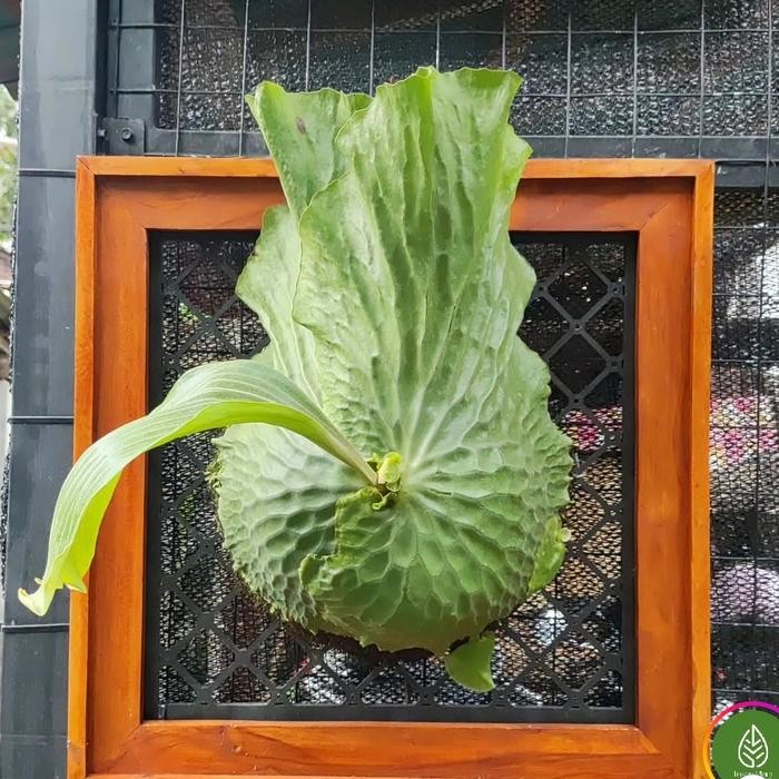 PLATYCERIUM ERAWAN MADAGASCARIENSE X ELEPHANTOTIS