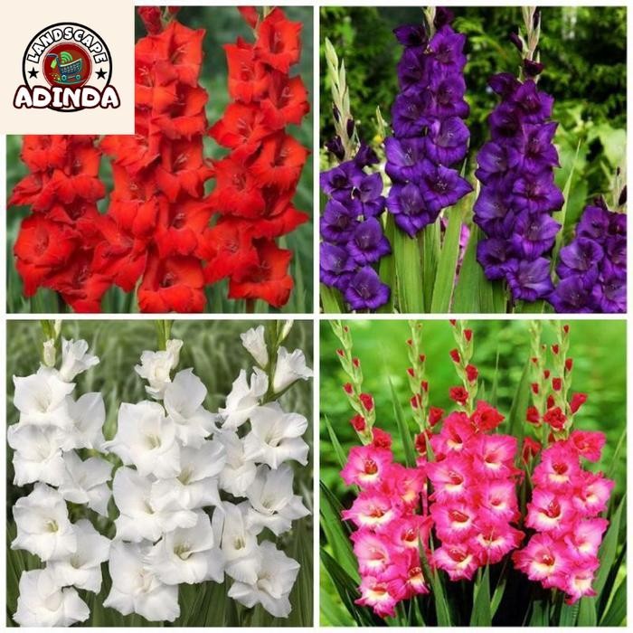 BISA COD TANAMAN HIAS BUNGA SEDAP MALAM WANGI - POHON SEDAP MALAM -  TANAMAN HIAS HIDUP - BUNGA HIAS