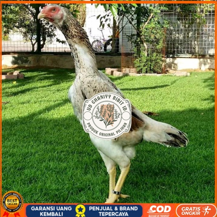 

Telur ayam bangkok shamo jepang / ayam petarung aduan bisa ditetaskan UD GHANIYY BIBIT ID