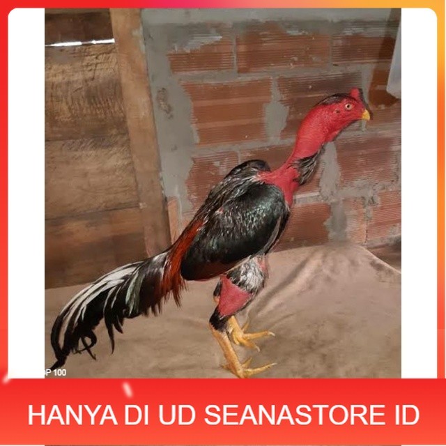 

TELUR AYAM SAIGON TANGGUH UNTUK DI TETASKAN UD SEANASTORE ID
