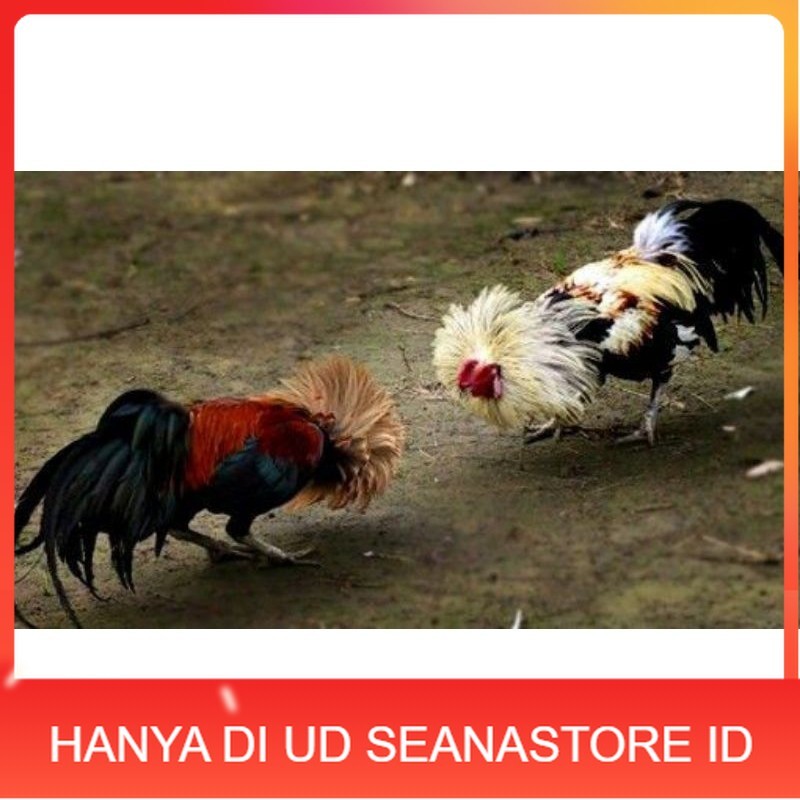 

3 BIJI TELUR PAMA PUKUL STROM promo keras UD SEANASTORE ID