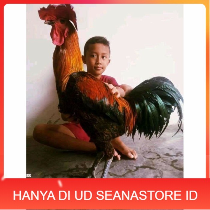 

Telur ayam pelung aduan super jumbo fertil asli siap ditetaskan - ayam pelung UD SEANASTORE ID