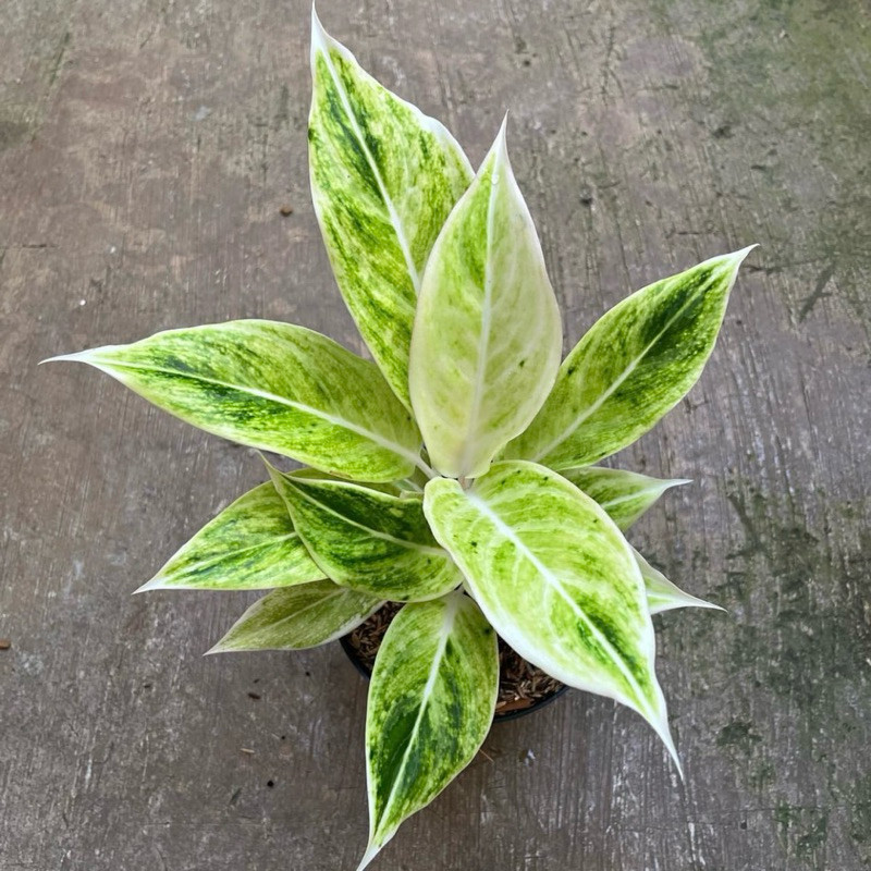 Tanaman hias aglonema white lipstik - Aglonema lipstik putih