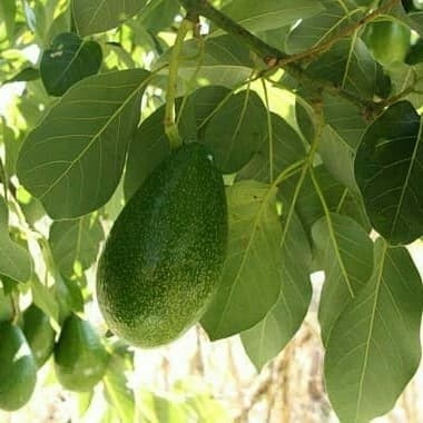 

Baru Daun alpukat segar 250 gram fresh COD Batak