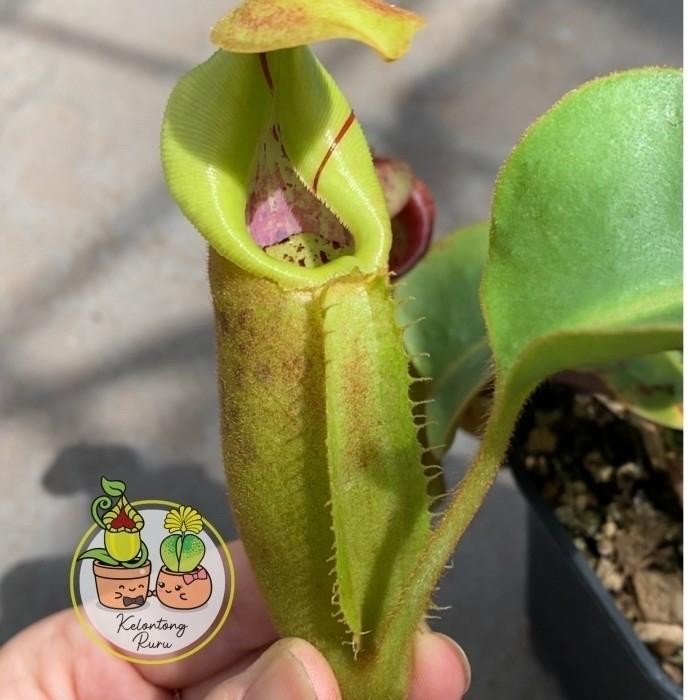 Nepenthes Robcant X Veitchii BE