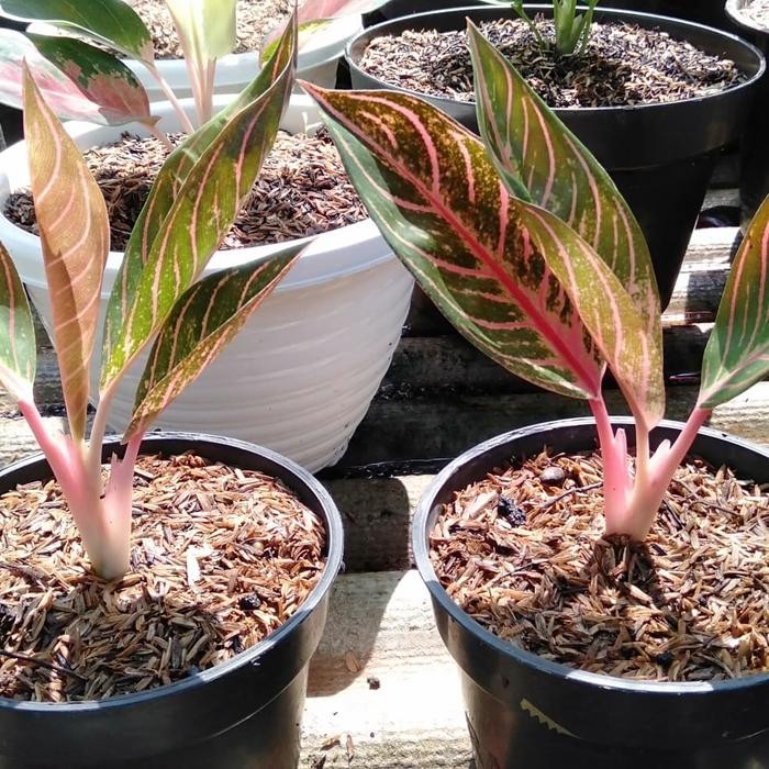 aglonema red sumatra/tanaman hias aglonema red sumatra