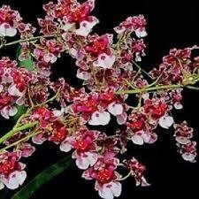 ANGGREK ONCIDIUM DEWASA SIAP ERBUNGA PRA LAK - BUNGA ANGGREK ONCIDIUM DEWASA