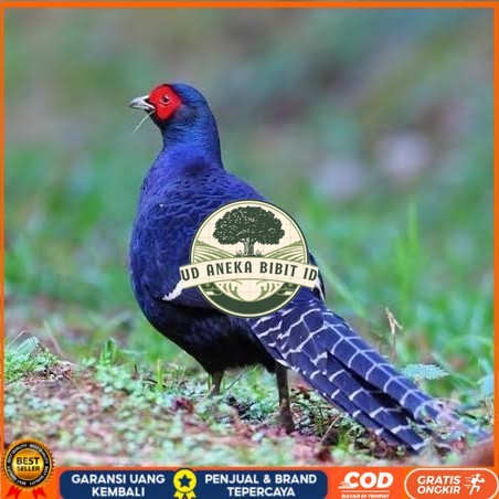 

Telur ayam hias ringneck mikado pheasant fertil siap ditetaskan Langsung UD ANEKA BIBIT ID
