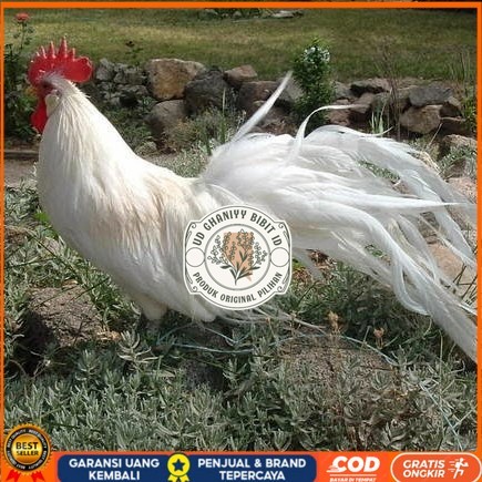 

Telur ayam hias onagadori ekor panjang fertil siap ditetaskan - ayam onagadori UD GHANIYY BIBIT ID