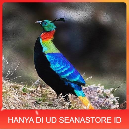 

Telur ayam hias ringneck impeyan pheasant fertil siap ditetaskan UD SEANASTORE ID