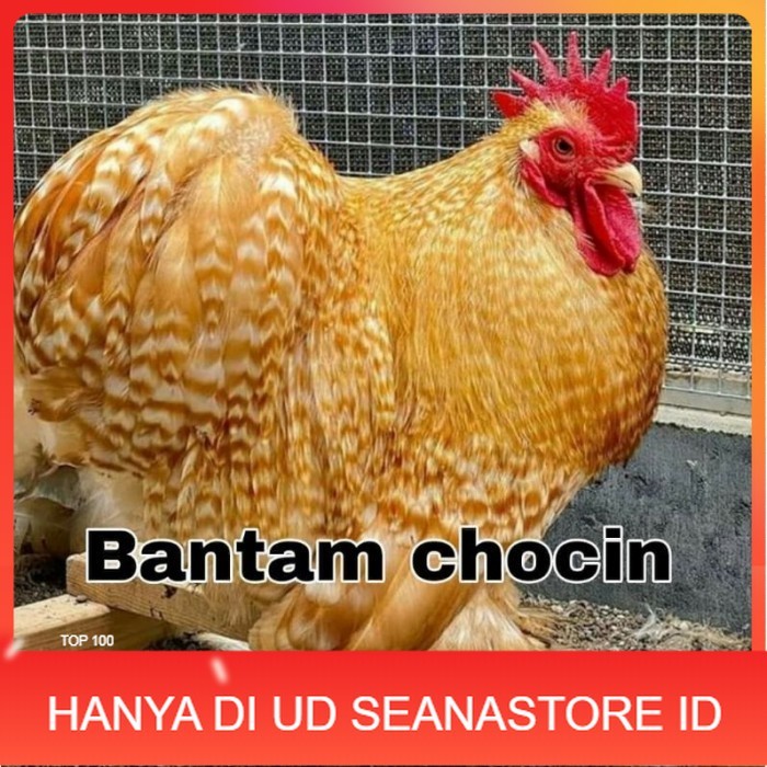 

Telur ayam hias bantam chocin fertil ditetaskan - bantam chocin UD SEANASTORE ID