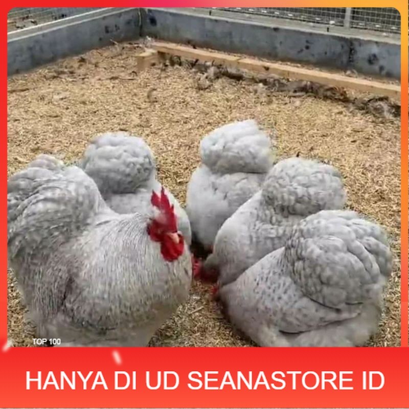 

TELUR AYAM BANTAM CHOCIN untuk di tetaskan UD SEANASTORE ID