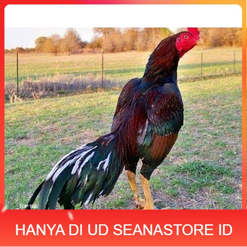 

TELUR AYAM SHAMO JEPANG PURE LINE TANAKA / AYAM ADUAN JEPANG SUPER BESAR UD SEANASTORE ID
