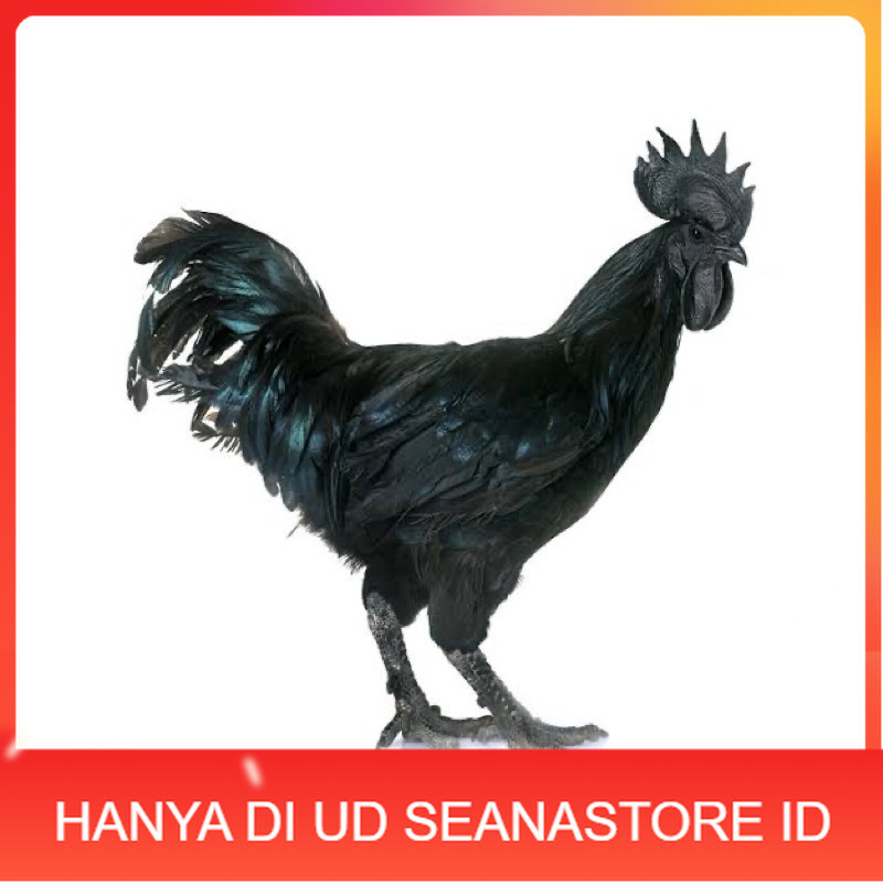 

TELUR FERTIL AYAM CEMANI LH UNTUK DI TETASKAN UD SEANASTORE ID