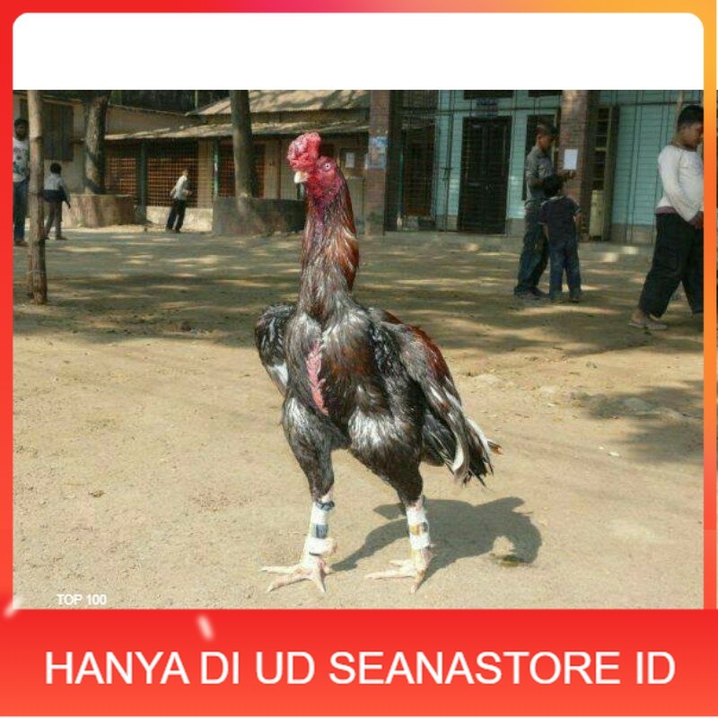 

TELUR AYAM GORDZILLA BIG JUMBO UNTUK DI TETASKAN UD SEANASTORE ID