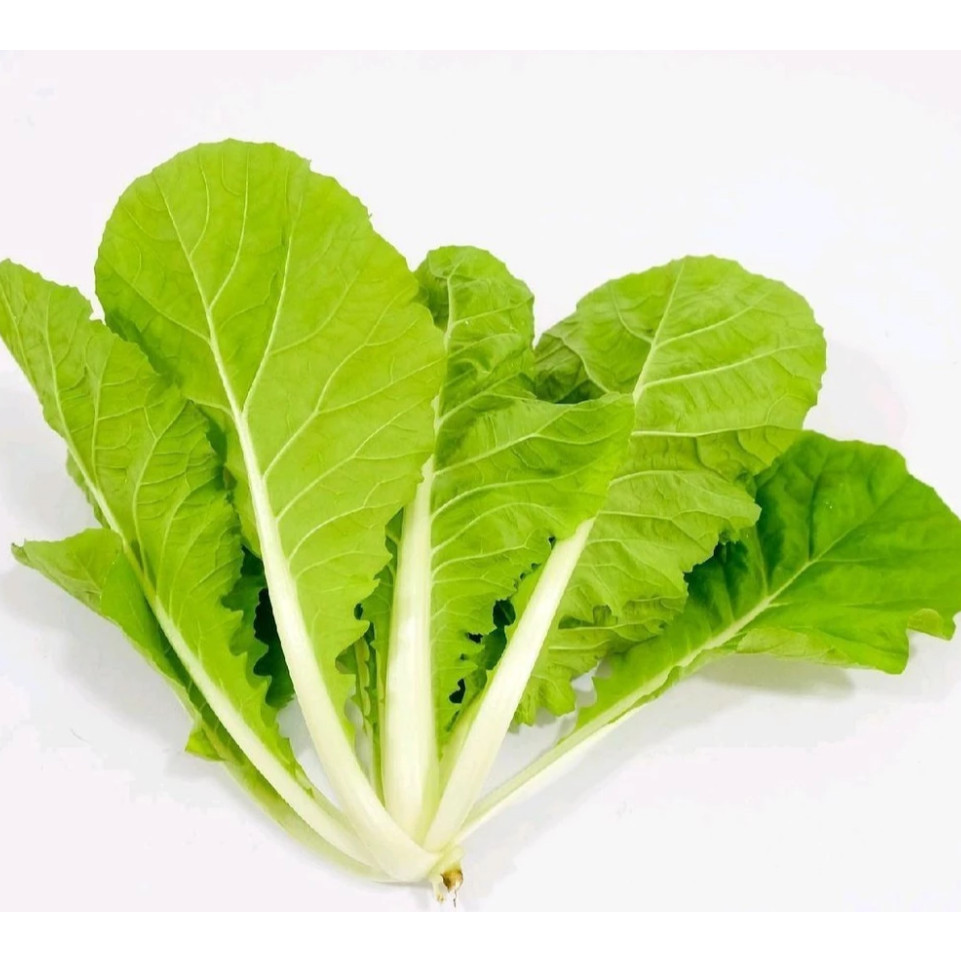 

AL Benih bibit Sawi Samhong king