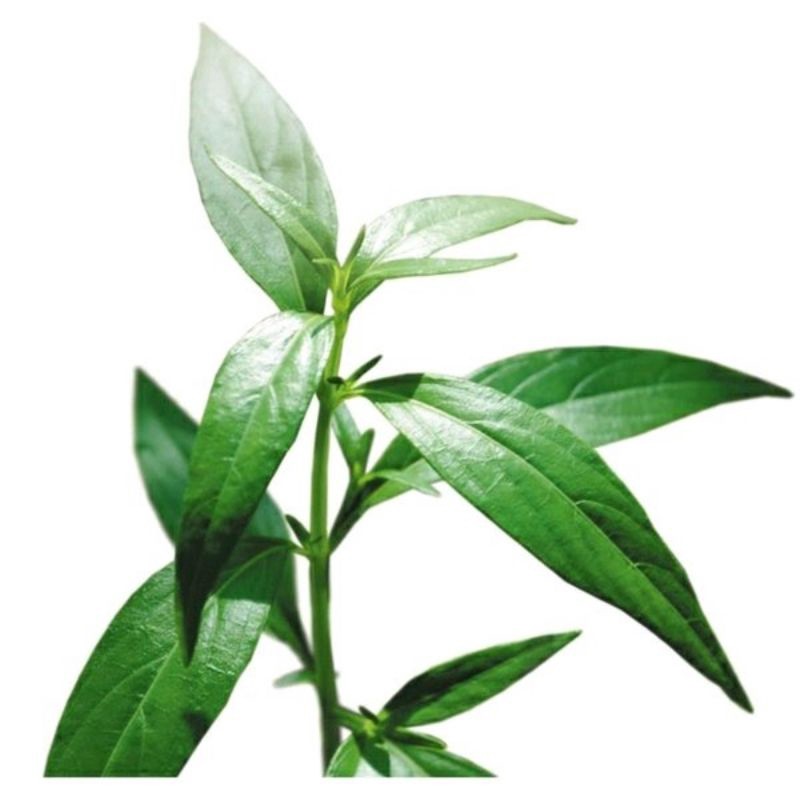 

Termurah Daun belalai gajah 100gram segar kalingsir sabah snakegrass buat obat herbal
