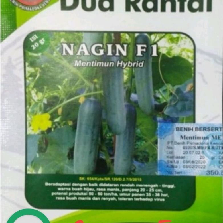 Benih Timun Nagin F1 Timun Hijau Hibrida Kemasan 20gr Original Pabrik