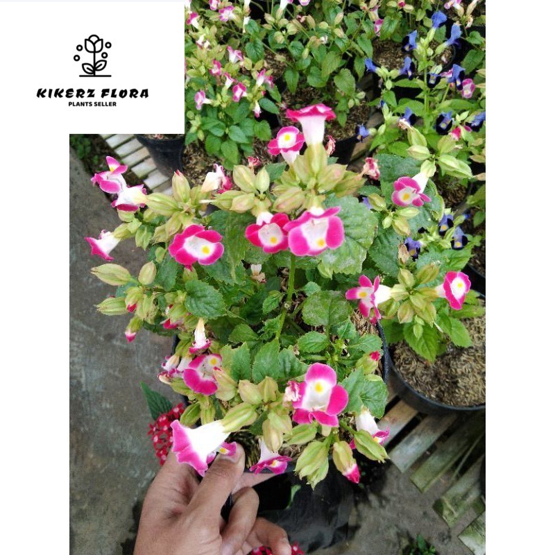 Bunga Torenia fournieri warna putih pink