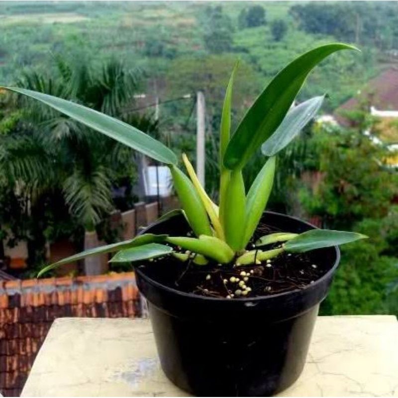 TANAMAN HIAS PHILO KATAK - PHILODENDRON ECENG GONDOK - PHILO ECENG