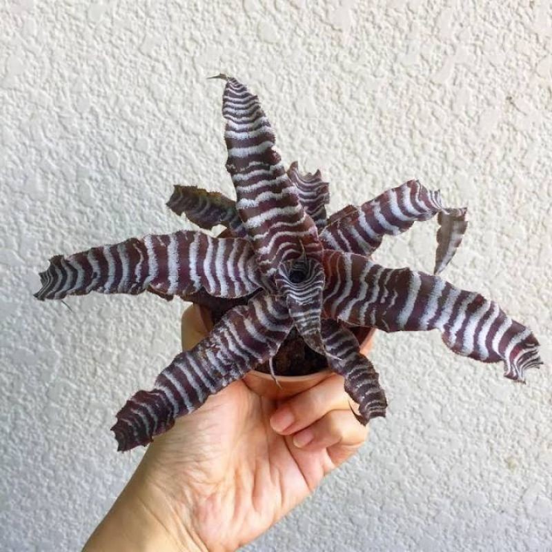 ( BISA COD ) Tanaman Hias Bromelia Tokek Cryptantus Tokek / Tanaman Hidup Bromelya Criptantus Toke B