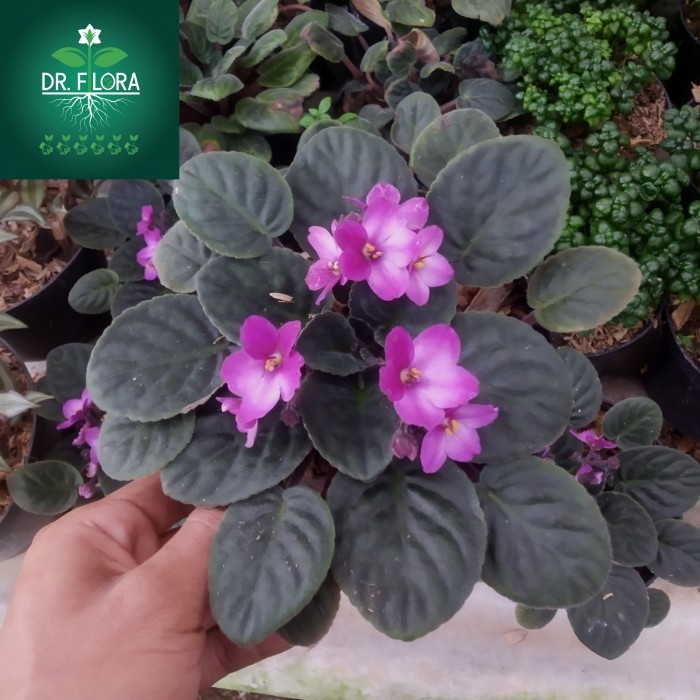 tanaman hias violces - bunga violces