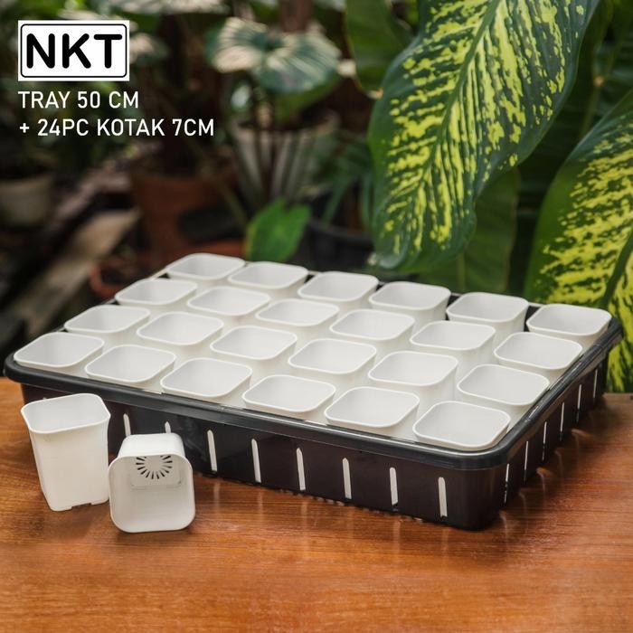Tray 50 cm + Pot Kotak NKT 7 cm ( 20 pcs )