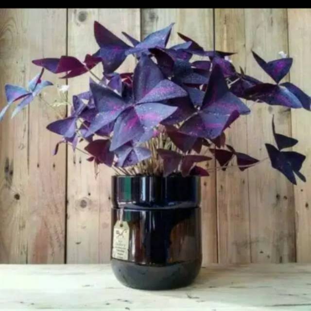Tanaman hias oxalis triangularis