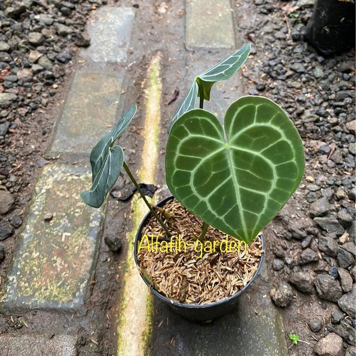 anthurium king clarinervium
