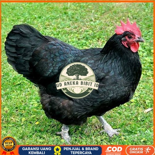 

Telur ayam black australorp fertil asli siap ditetaskan UD ANEKA BIBIT ID