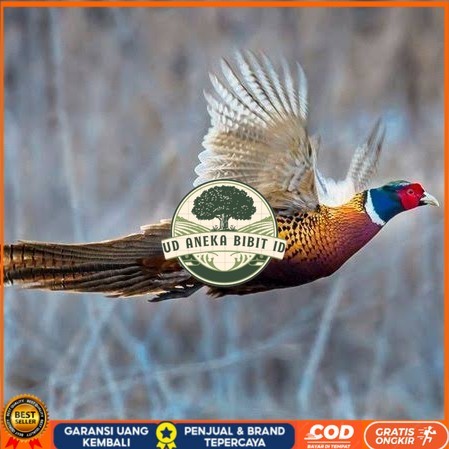 

Telur ayam ringneck pheasant green / telur ayam hias fertil siap cod UD ANEKA BIBIT ID