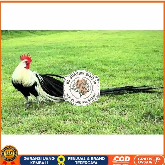 

Telur ayam hias onagadori ekor panjang siap ditetaskan UD GHANIYY BIBIT ID