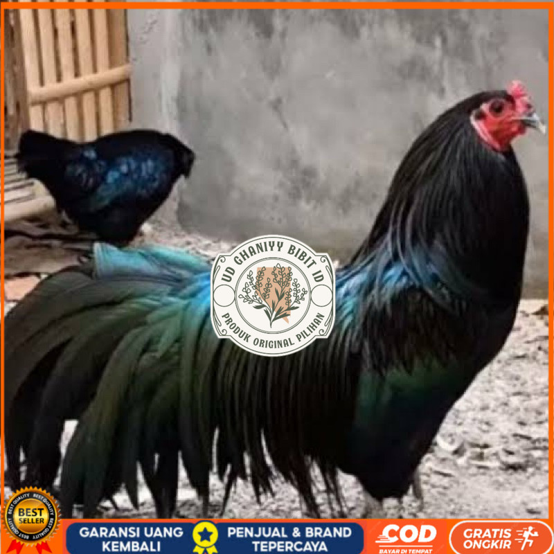 

TELUR FERTIL AYAM BLACK SUMATRA UNTUK DI TETASKAN UD GHANIYY BIBIT ID