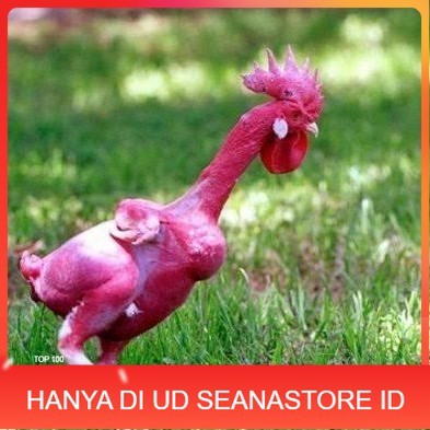 

Telur ayam tanpa bulu / ayam gundul fertil siap ditetaskan - ayam tanpa bulu UD SEANASTORE ID