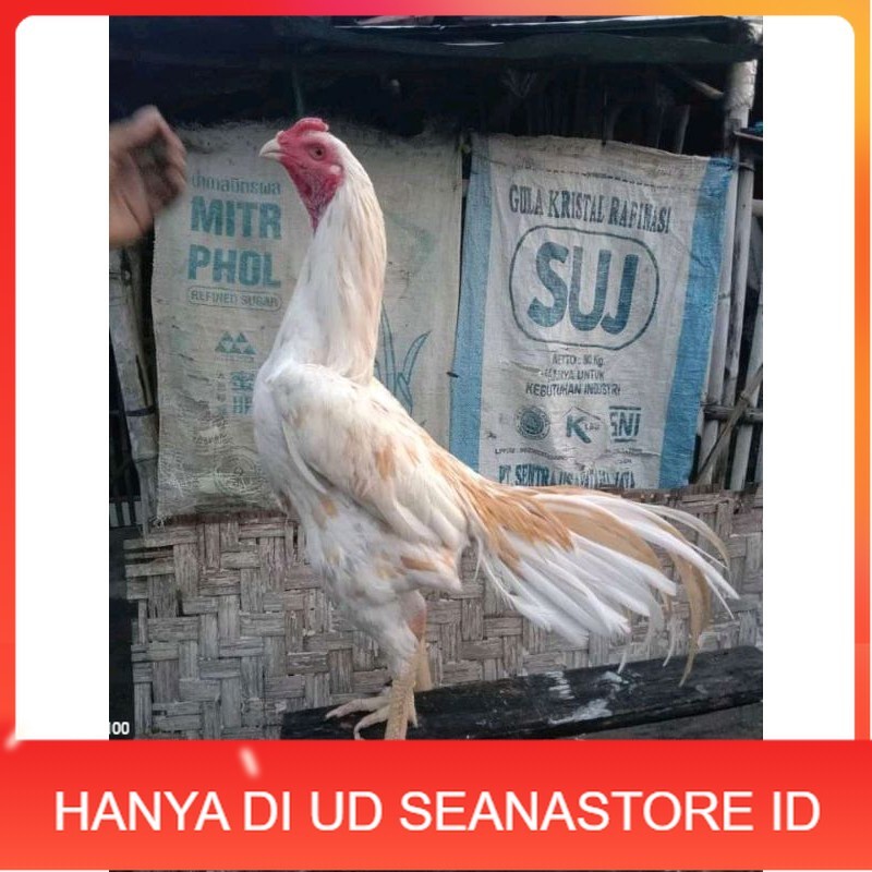

TELUR FERTIL PLUCKER PAKOY ISTIMEWA UD SEANASTORE ID