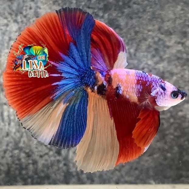 Hiasan soliter ikan cupang halfmoon nemo multycolor kebutuhan aquarium
