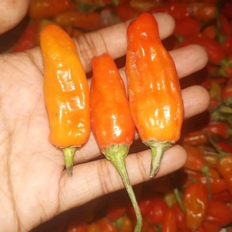 READY STOK 150+ BENIH CABAI RWWIT PRENTUL CABAI RAWIT DOMBA CABAI RAWIT SETAN BIBIT UNGGUL
