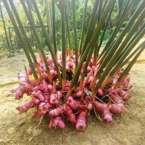 

500 Gram Lengkuas Merah Segar - Laos Merah - Laja Gowah #terlaris