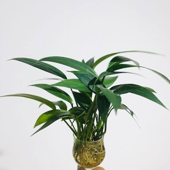 Tanaman Hias Epipremnum Amplissimum