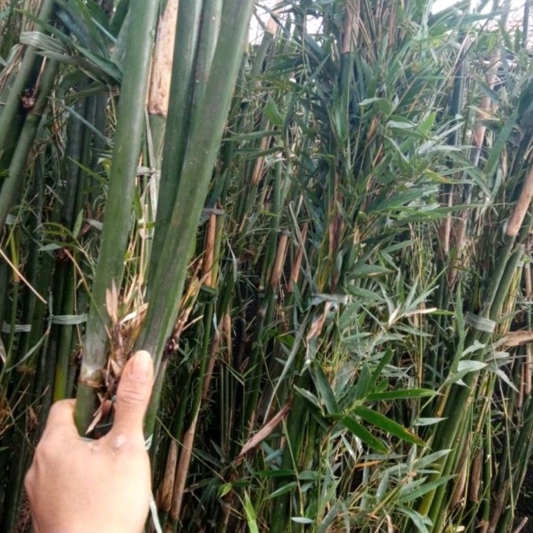 Tanaman Bambu Cina Klisik - Bambu klisik per btng - Tanaman Pagar YL