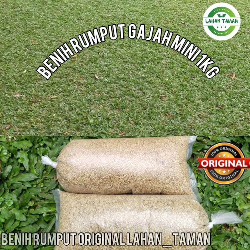 1kg/benih rumput gajah mini/rumput gajah