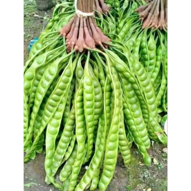 

Pete Tua Super Termurah Asli Sukabumi