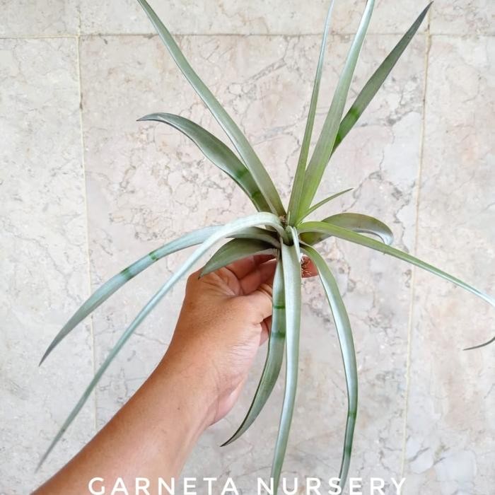 Tillandsia Capitata Yellow