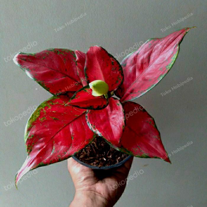 Aglonema Black Anjamani Asli Indukan Bukan Red Anjamani