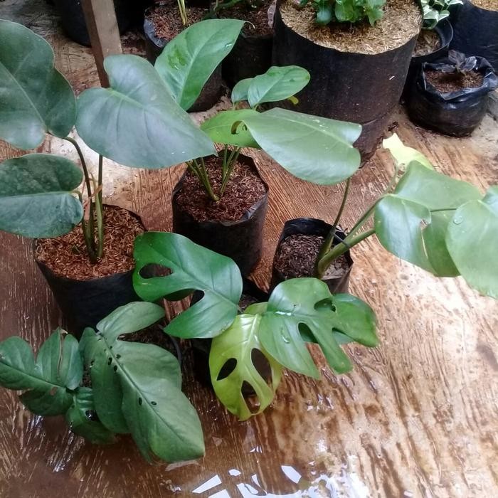 paket 5 tanaman hias monstera