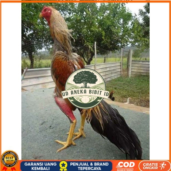 

TELUR AYAM BANGKOK WIRING SPEED UNTUK DI TETASKAN UD ANEKA BIBIT ID