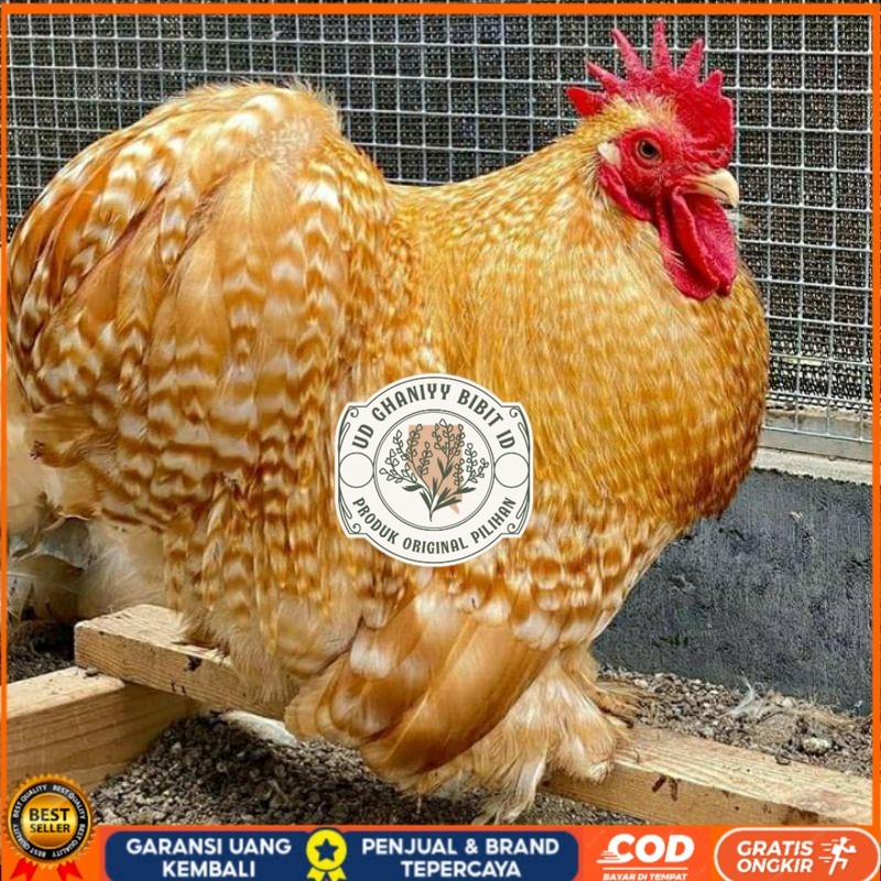 

TELUR AYAM BANTAM CHOCIN UNTUK DI TETASKAN UD GHANIYY BIBIT ID
