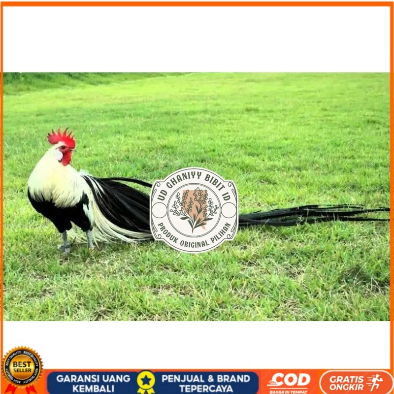 

TELUR AYAM HIAS ONAGADORI ATAU AYAM EKOR PANJANG UNTUK DI TETASKAN UD GHANIYY BIBIT ID