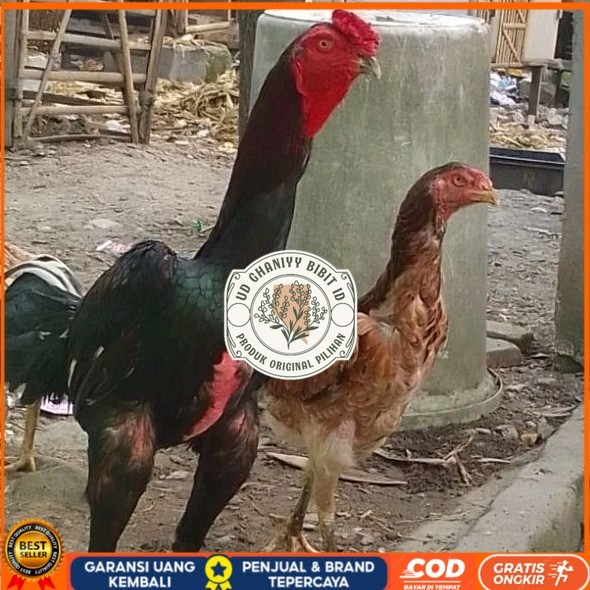

telur ayam shamo eropa Tulangan besar bisa untuk di tetaskan UD GHANIYY BIBIT ID