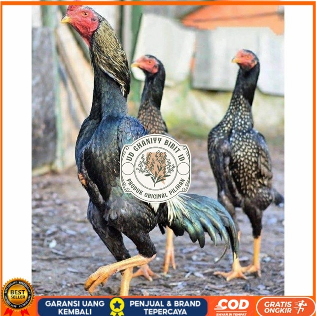 

Telur ayam shamo jepang bangkok aduan fertil siap ditetaskan - ayam-shamo UD GHANIYY BIBIT ID